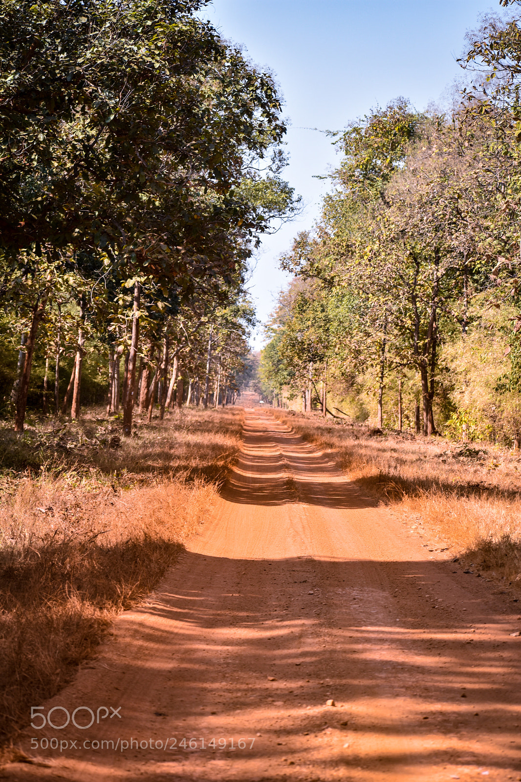 Nikon D3400 sample photo. Forest photography