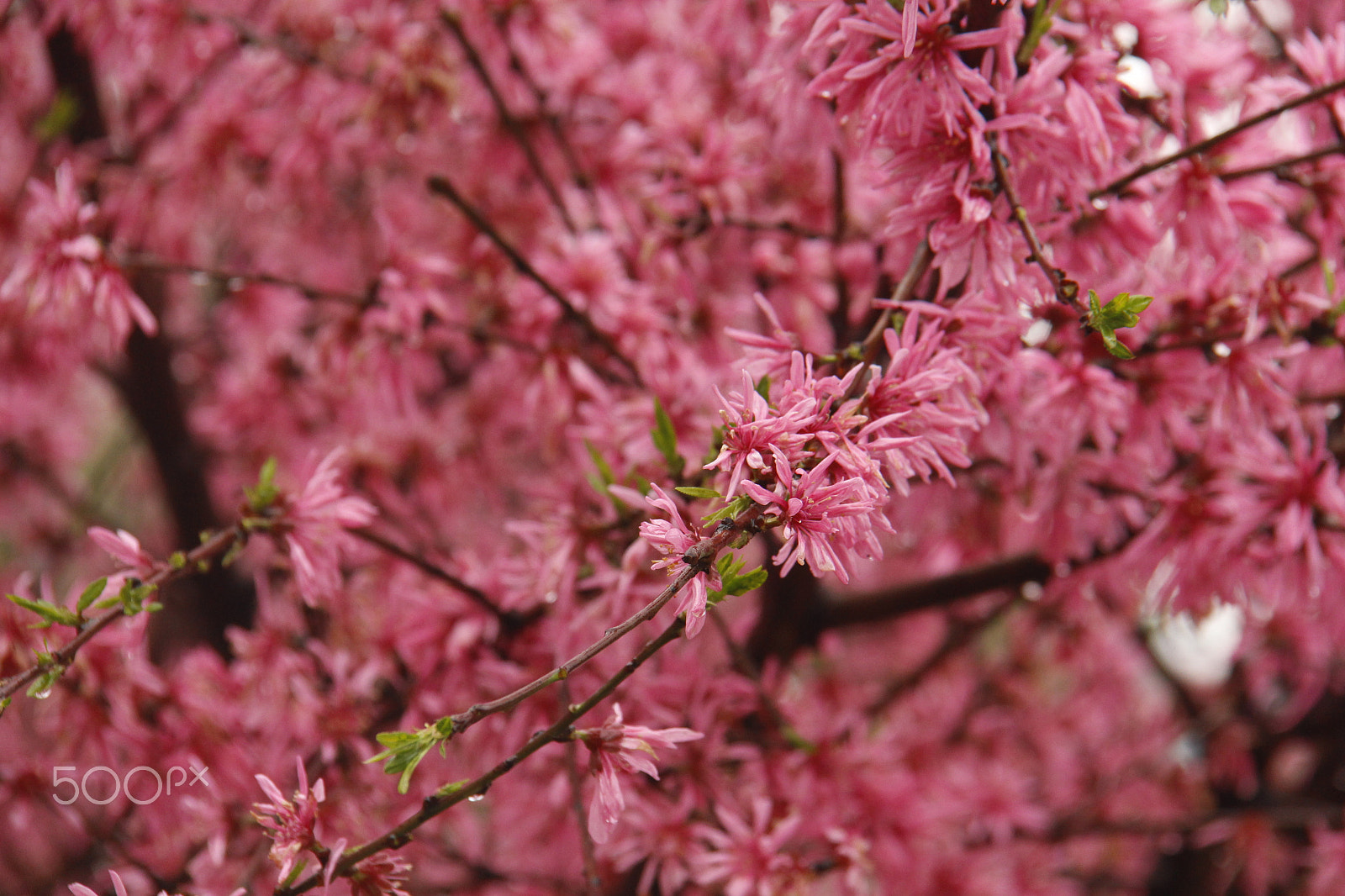 Canon EF-S 18-200mm F3.5-5.6 IS sample photo. Cherry blossom photography