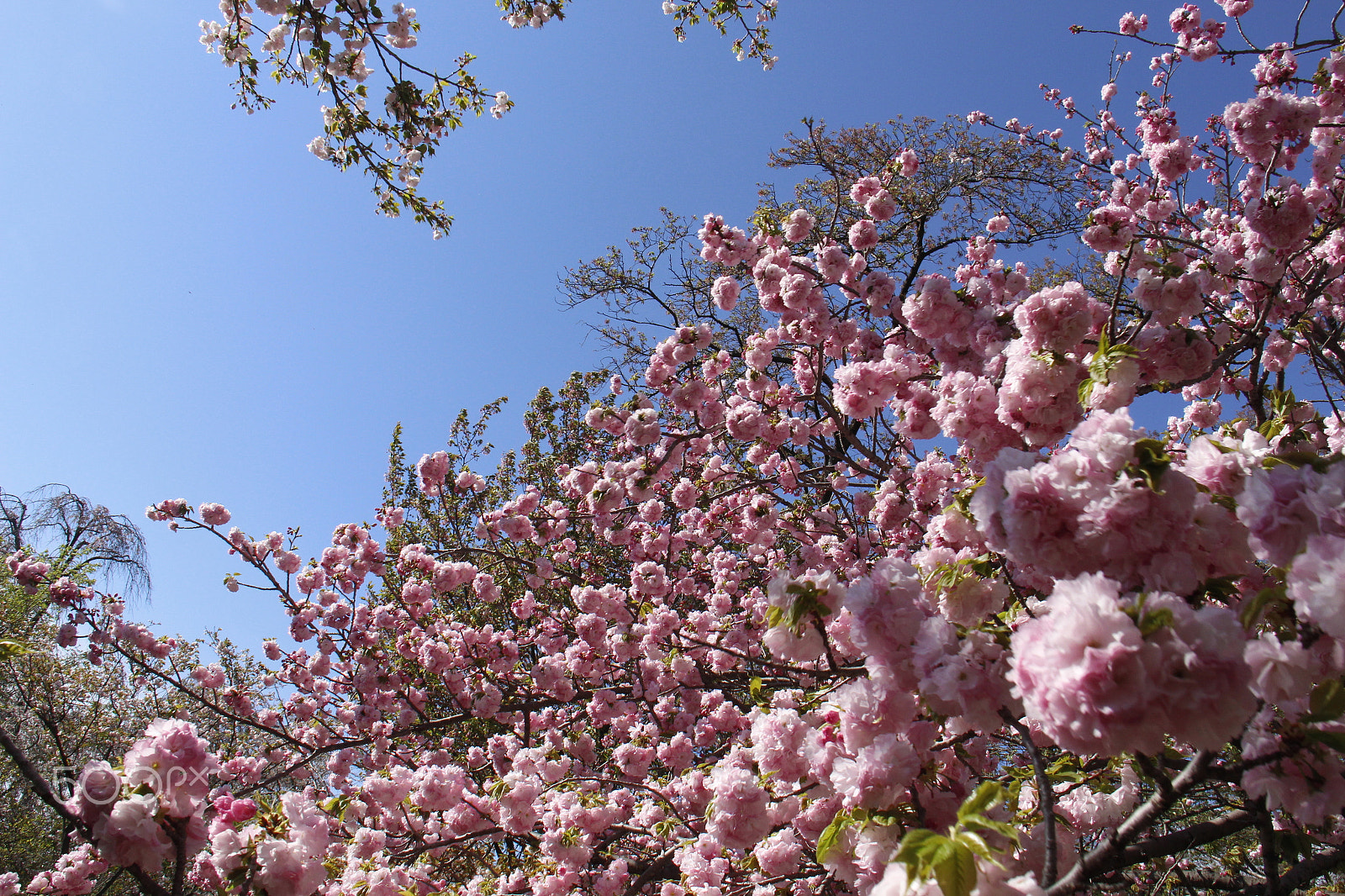 Canon EF-S 18-200mm F3.5-5.6 IS sample photo. Cherry blossom photography