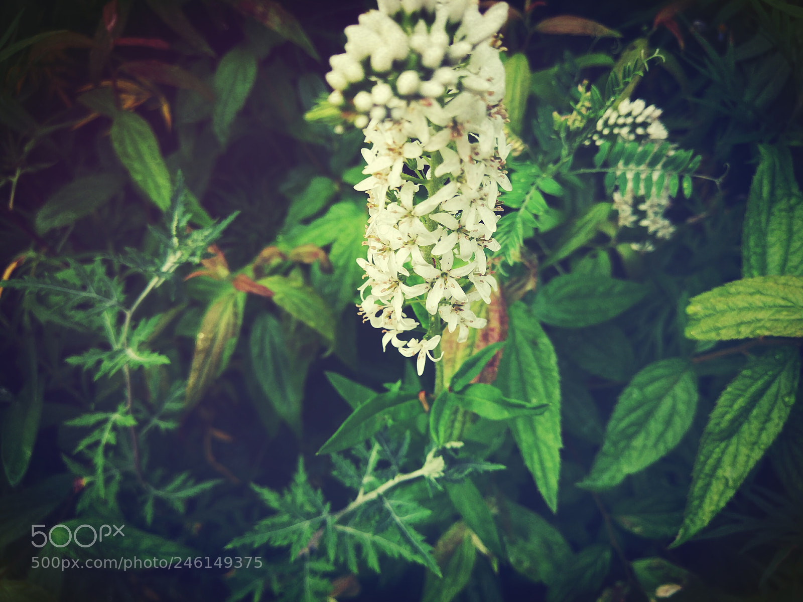 Xiaomi MI 5s sample photo. Untitled photography