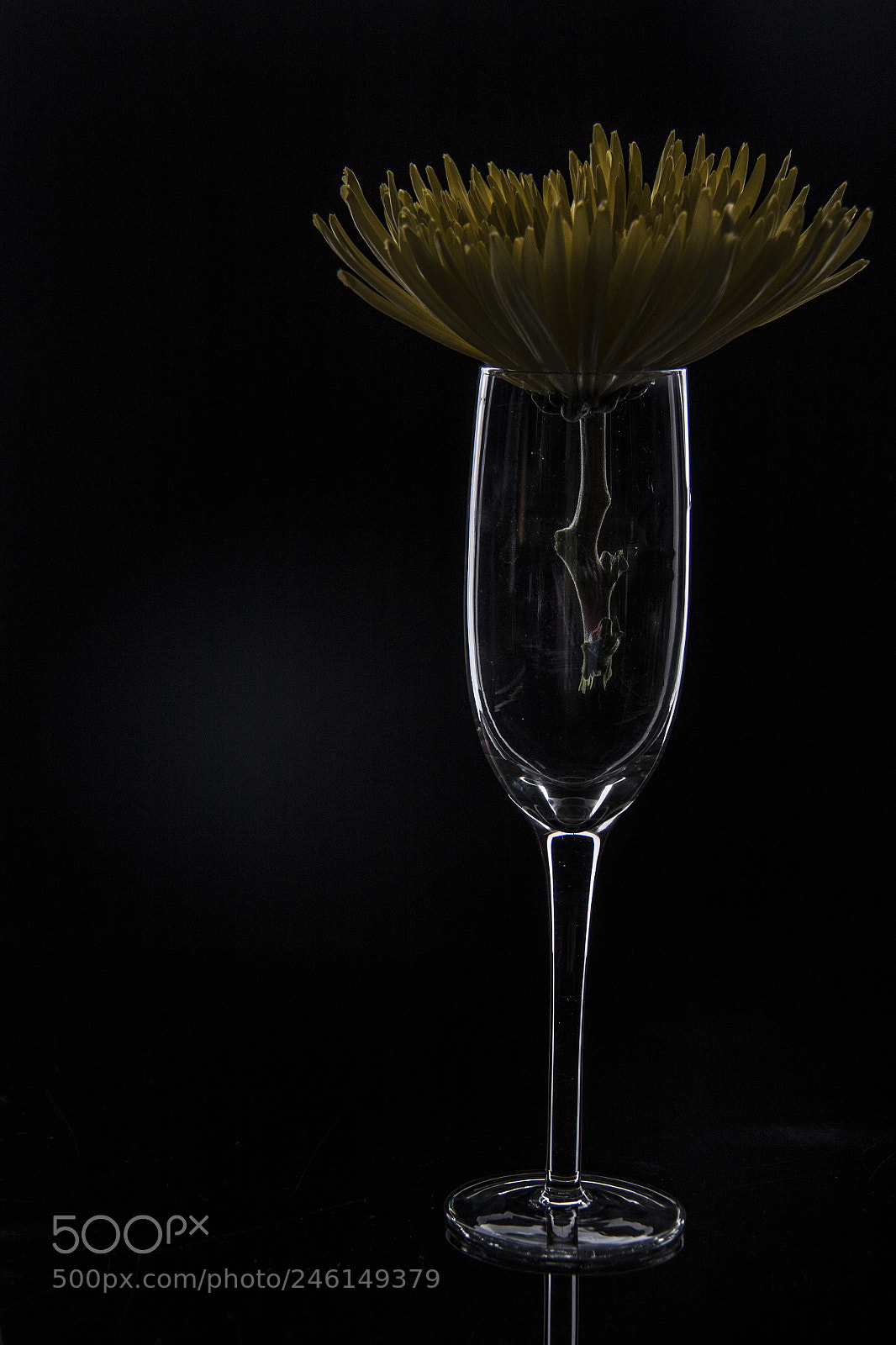 Canon EOS 500D (EOS Rebel T1i / EOS Kiss X3) sample photo. Dark flower photography