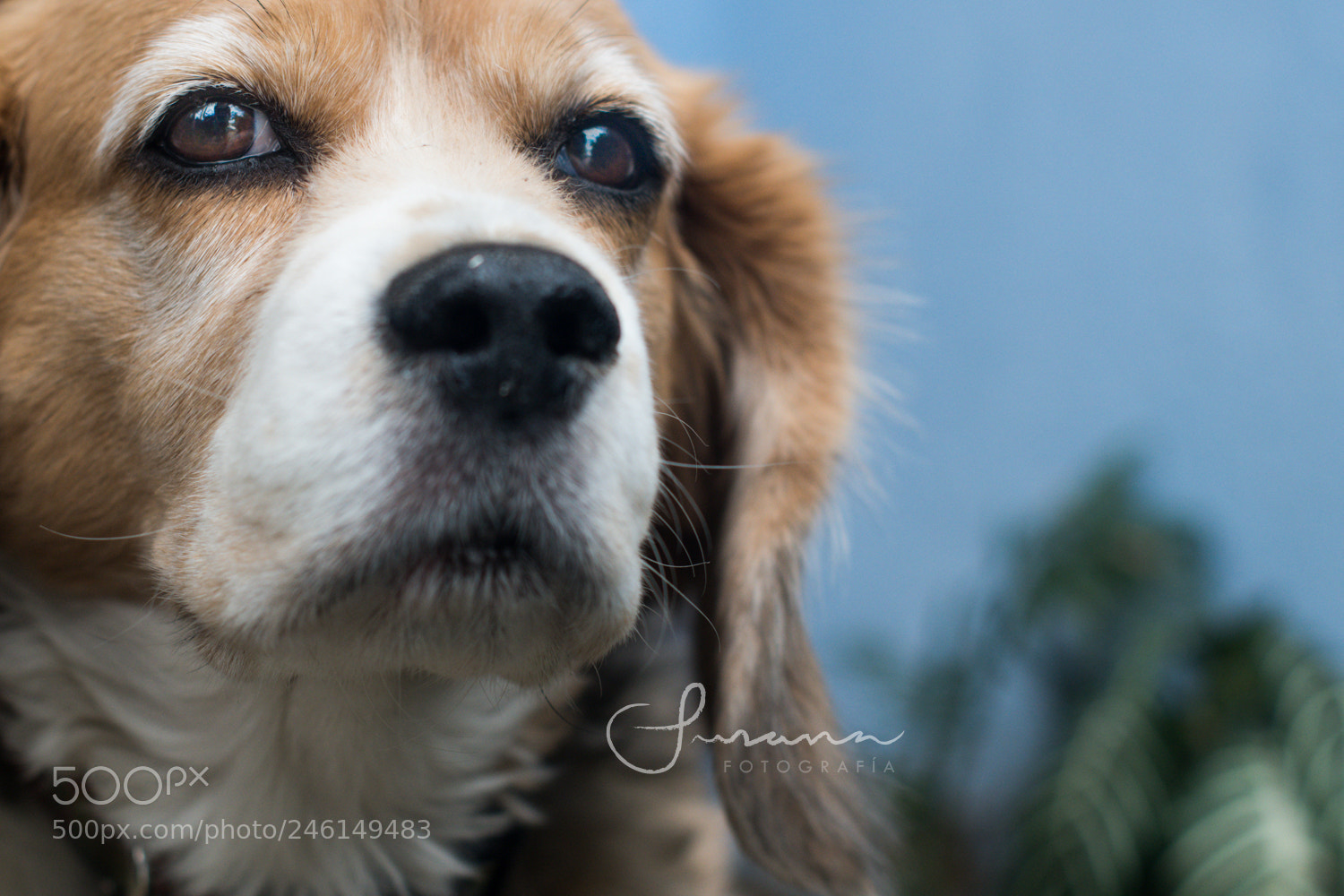 Nikon D7500 sample photo. Thoughtful dog photography