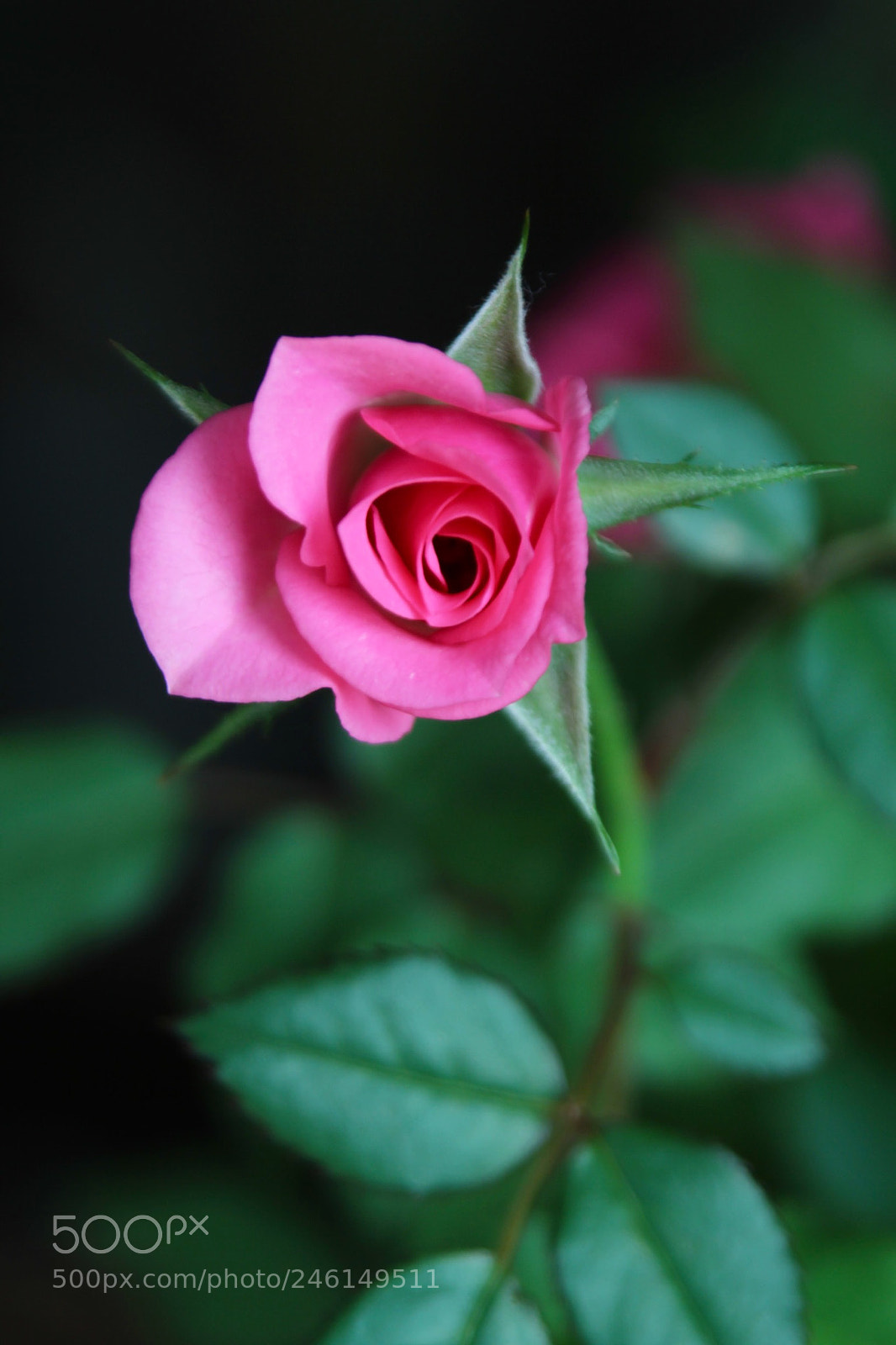 Canon EOS 600D (Rebel EOS T3i / EOS Kiss X5) sample photo. 新年快乐 photography