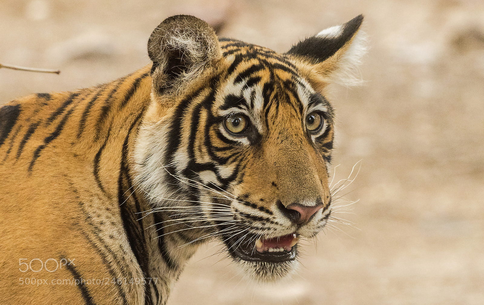 Nikon D500 sample photo. Noor's cub photography