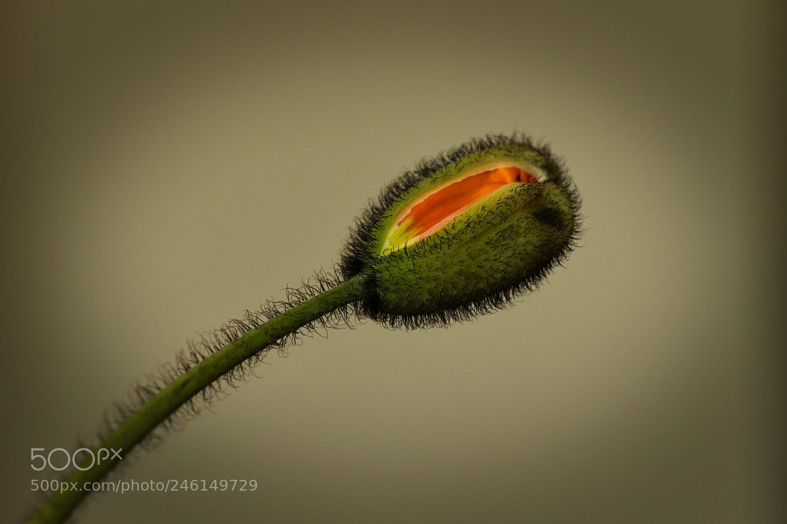 Canon EOS 77D (EOS 9000D / EOS 770D) sample photo. Icelandic poppy bud photography
