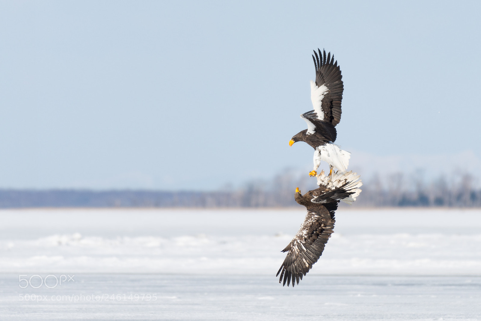 Nikon D500 sample photo. Air battle photography