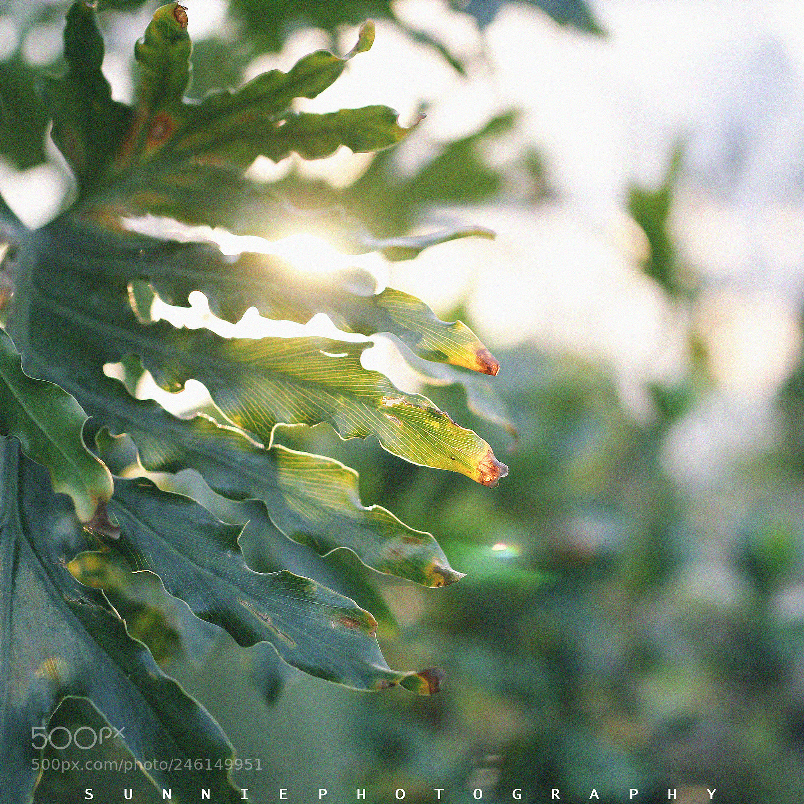 Canon EOS 60D sample photo. Untitled photography