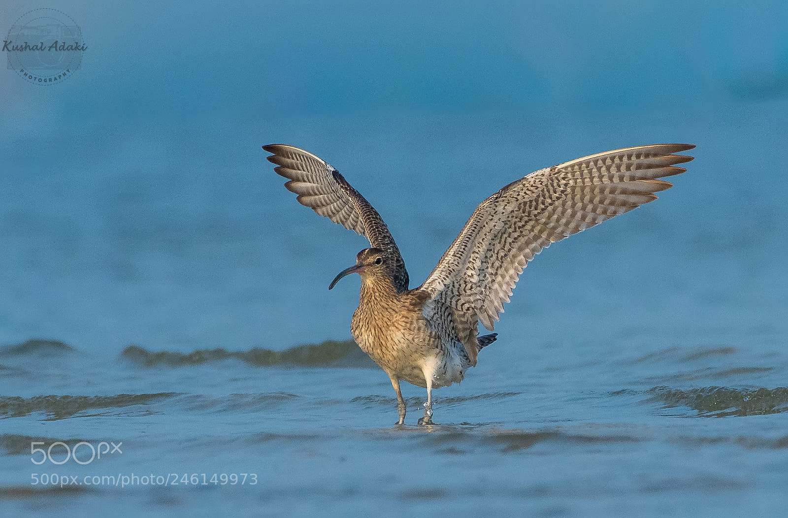 Nikon D500 sample photo. Whimbrel photography