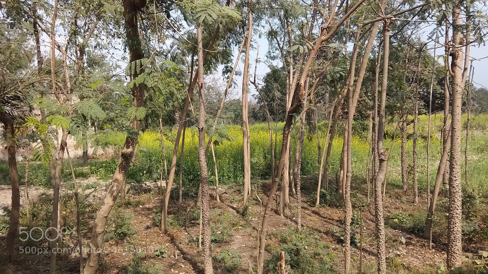 Xiaomi Redmi Note 5A sample photo. Untitled photography