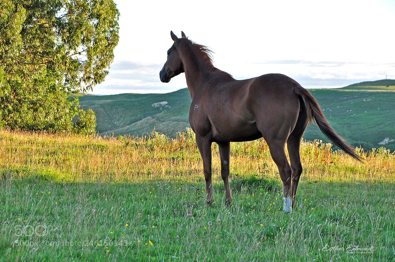 Nikon D90 sample photo. A quiet moment photography