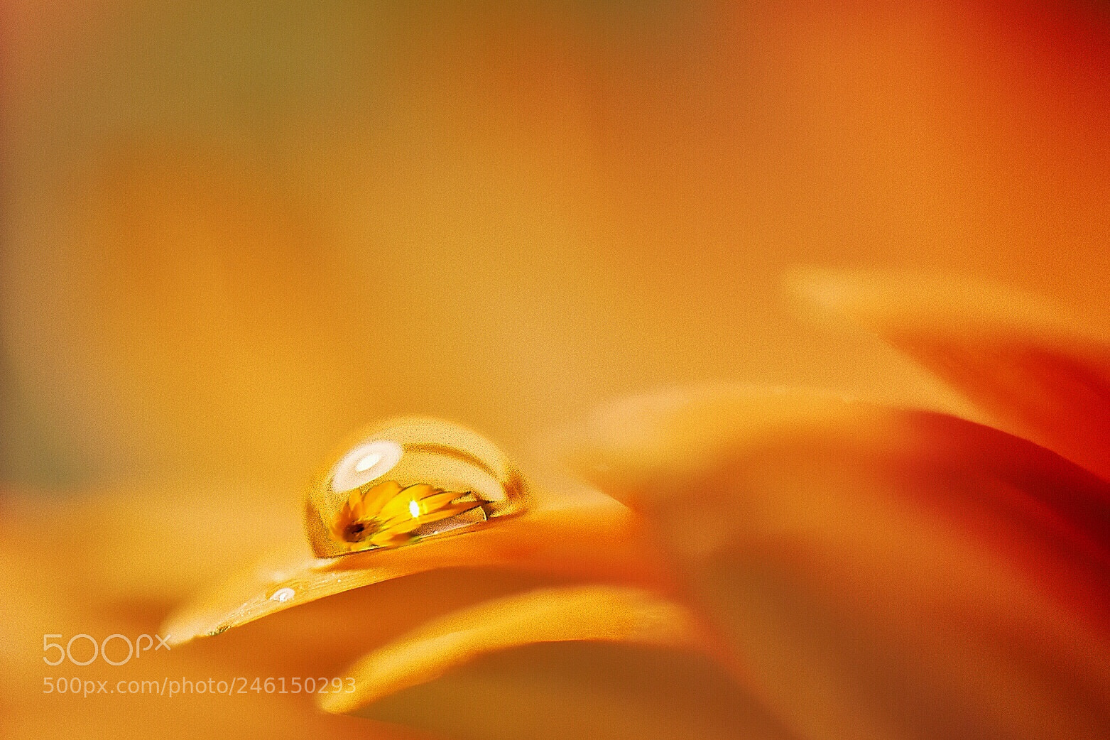 Nikon D5600 sample photo. Water droplet in yellow photography