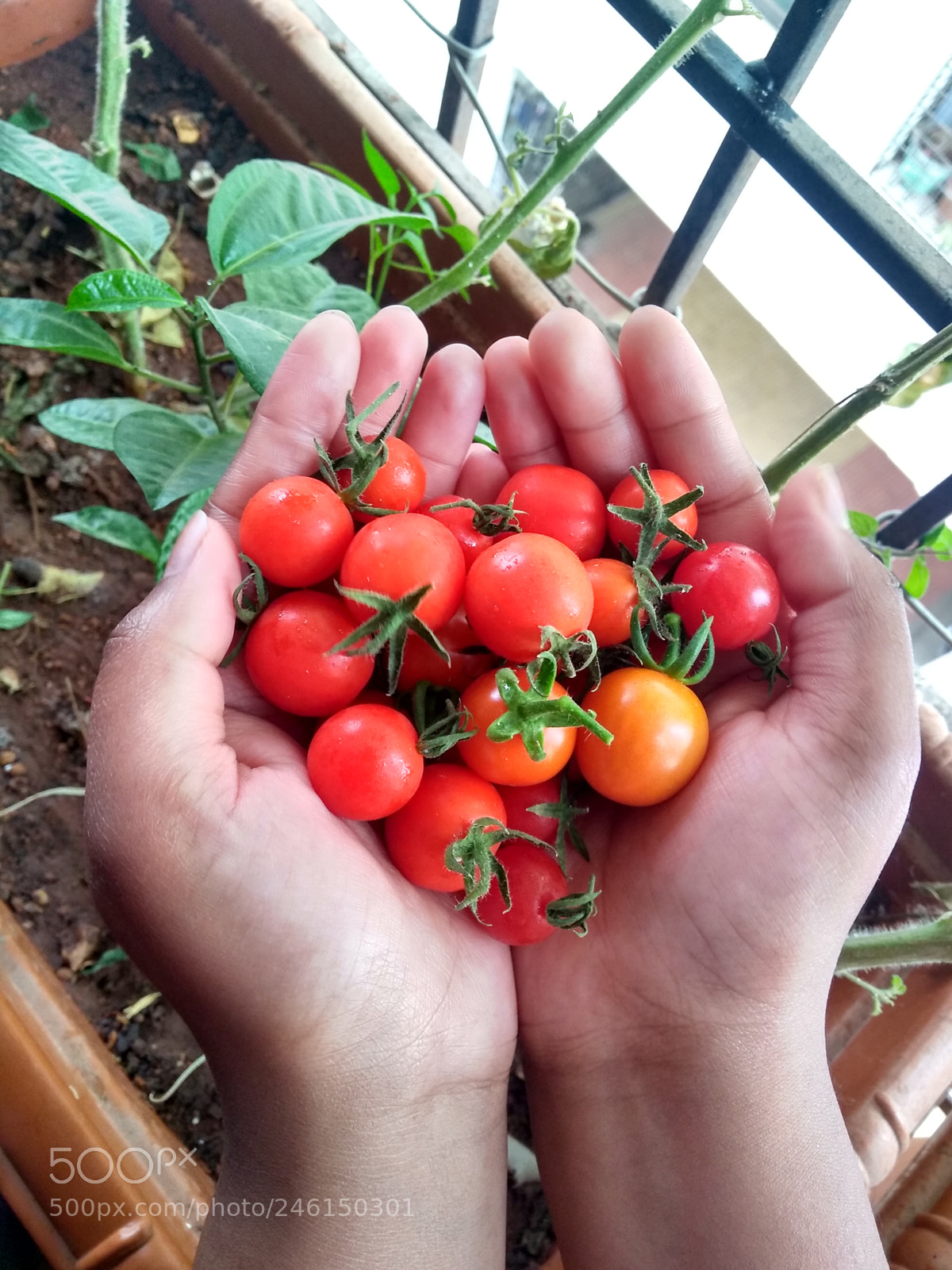 Motorola Moto G (5S) Plus sample photo. Cherry tomatoes photography