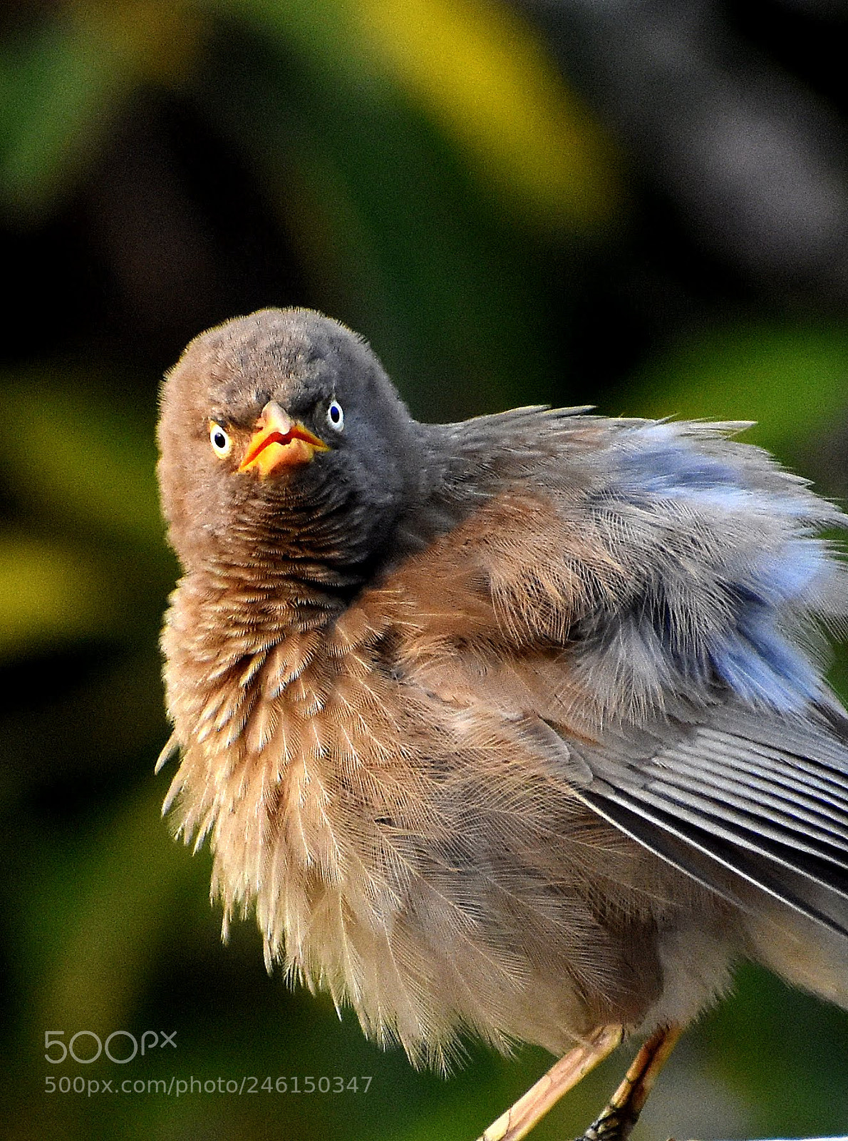 Nikon D7200 sample photo. Don't angry me.. photography
