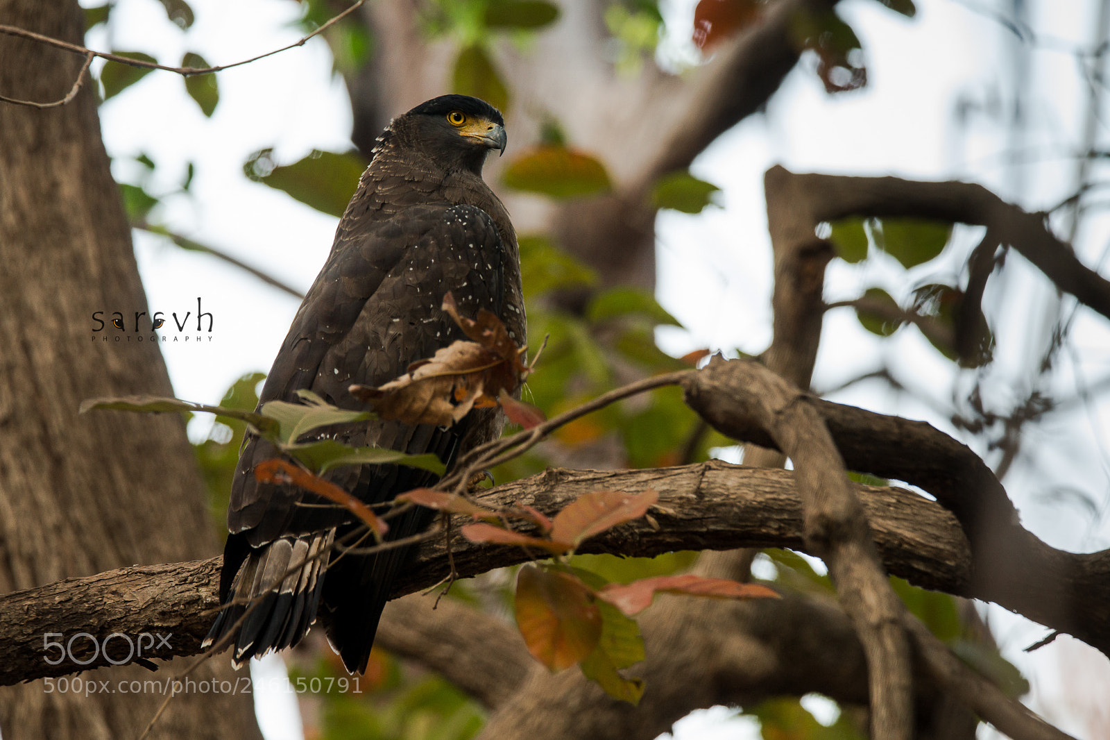 Sony a99 II sample photo. Crested serpent eagle photography