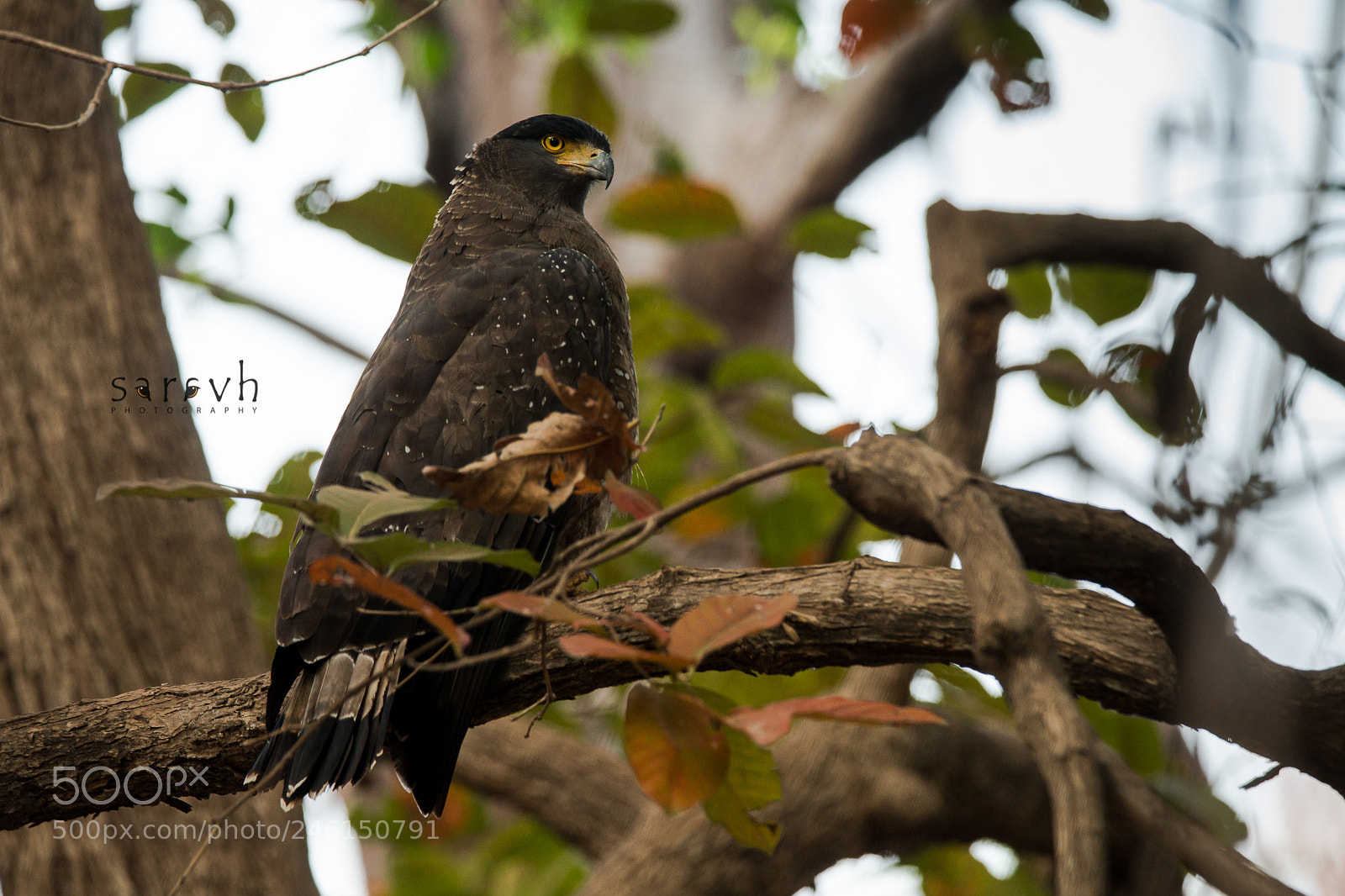 Sony SLT-A99V sample photo. Crested serpent eagle photography