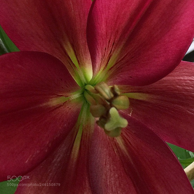 Apple iPhone 6 Plus sample photo. Beauty !! photography