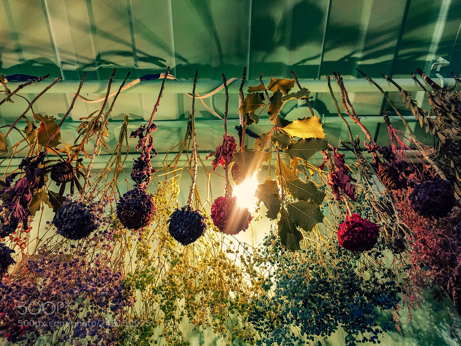 Apple iPhone 6 sample photo. Dried flowers photography