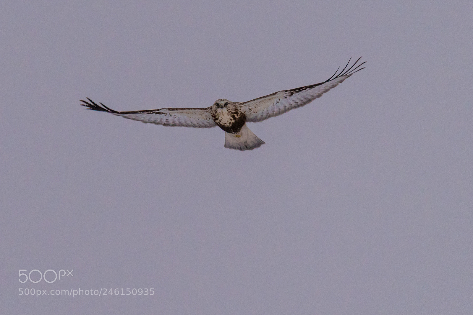 Nikon D810 sample photo. Winter hawk photography