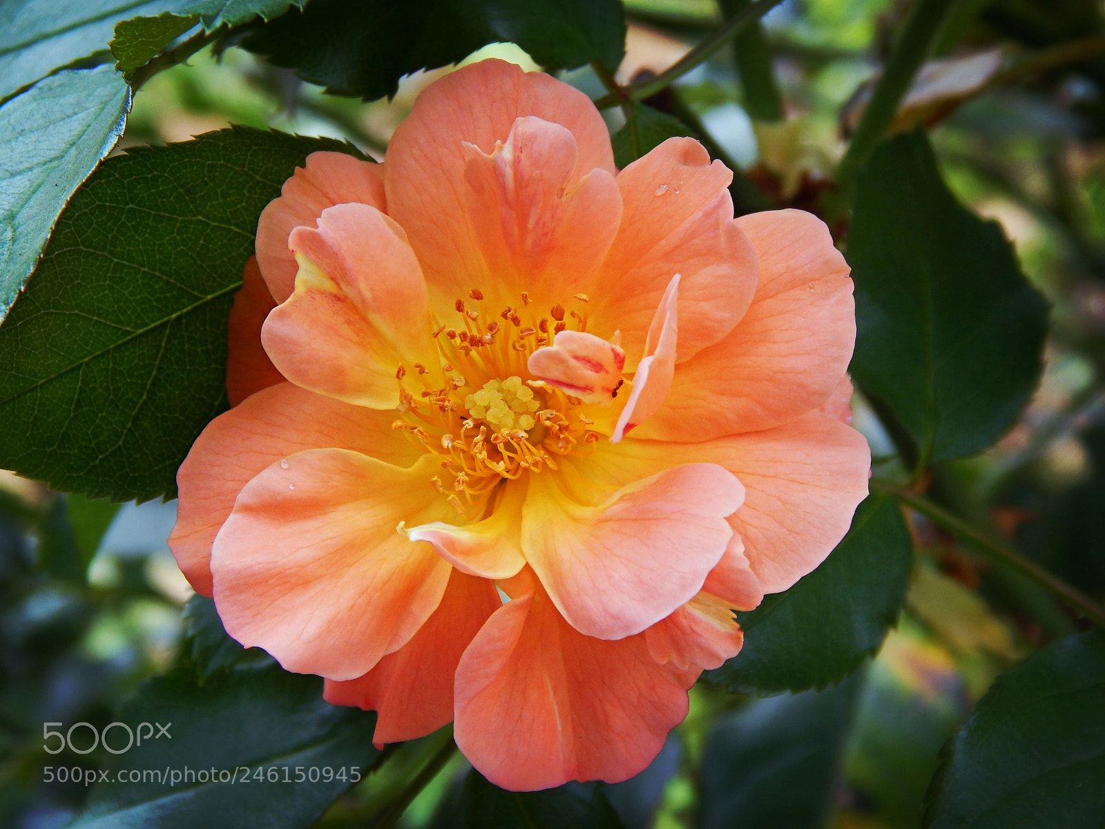 Nikon Coolpix L830 sample photo. Peach flower photography