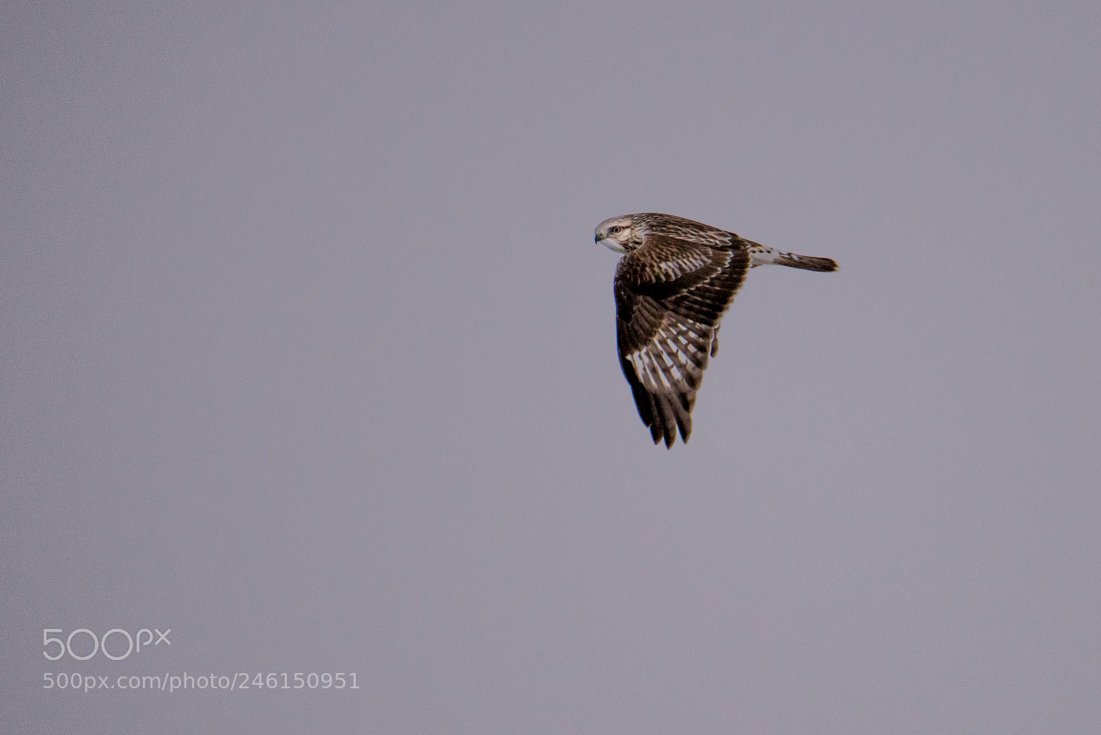 Nikon D810 sample photo. Wise hawk photography