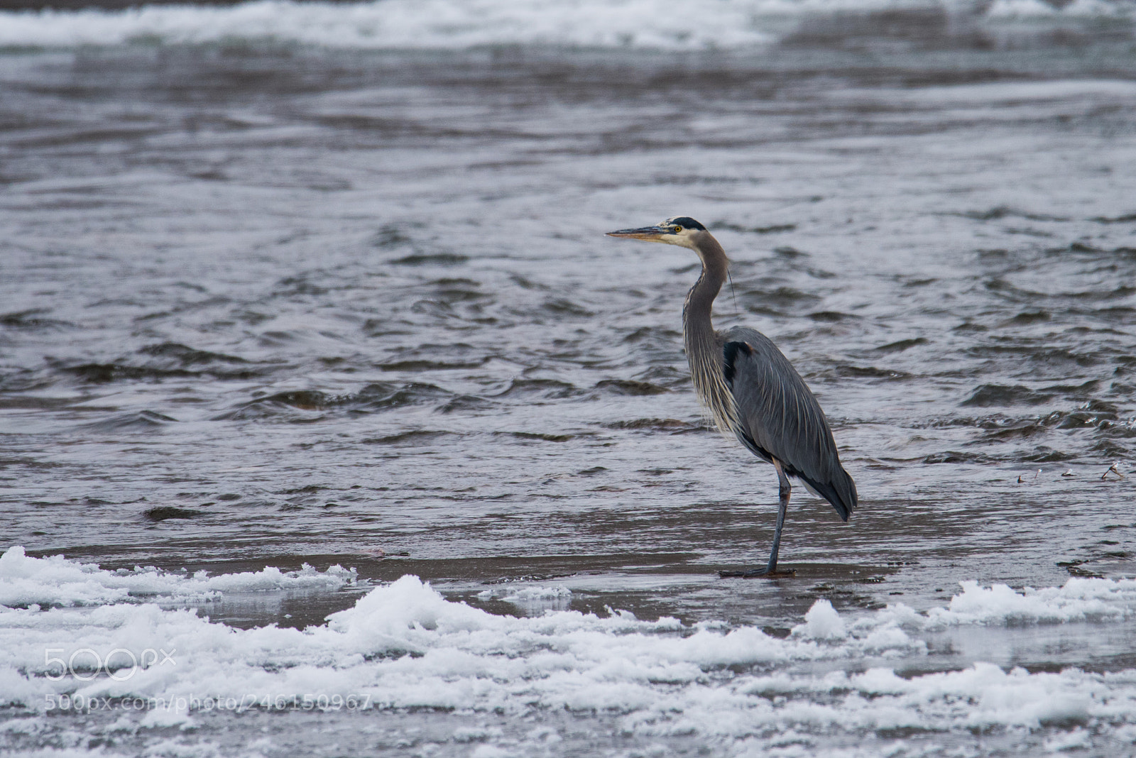 Nikon D810 sample photo. Fish for dinner photography