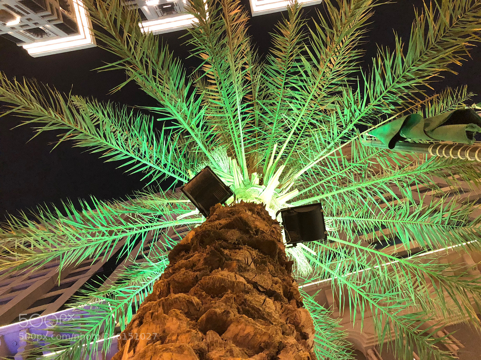 Apple iPhone X sample photo. Plam ? photography