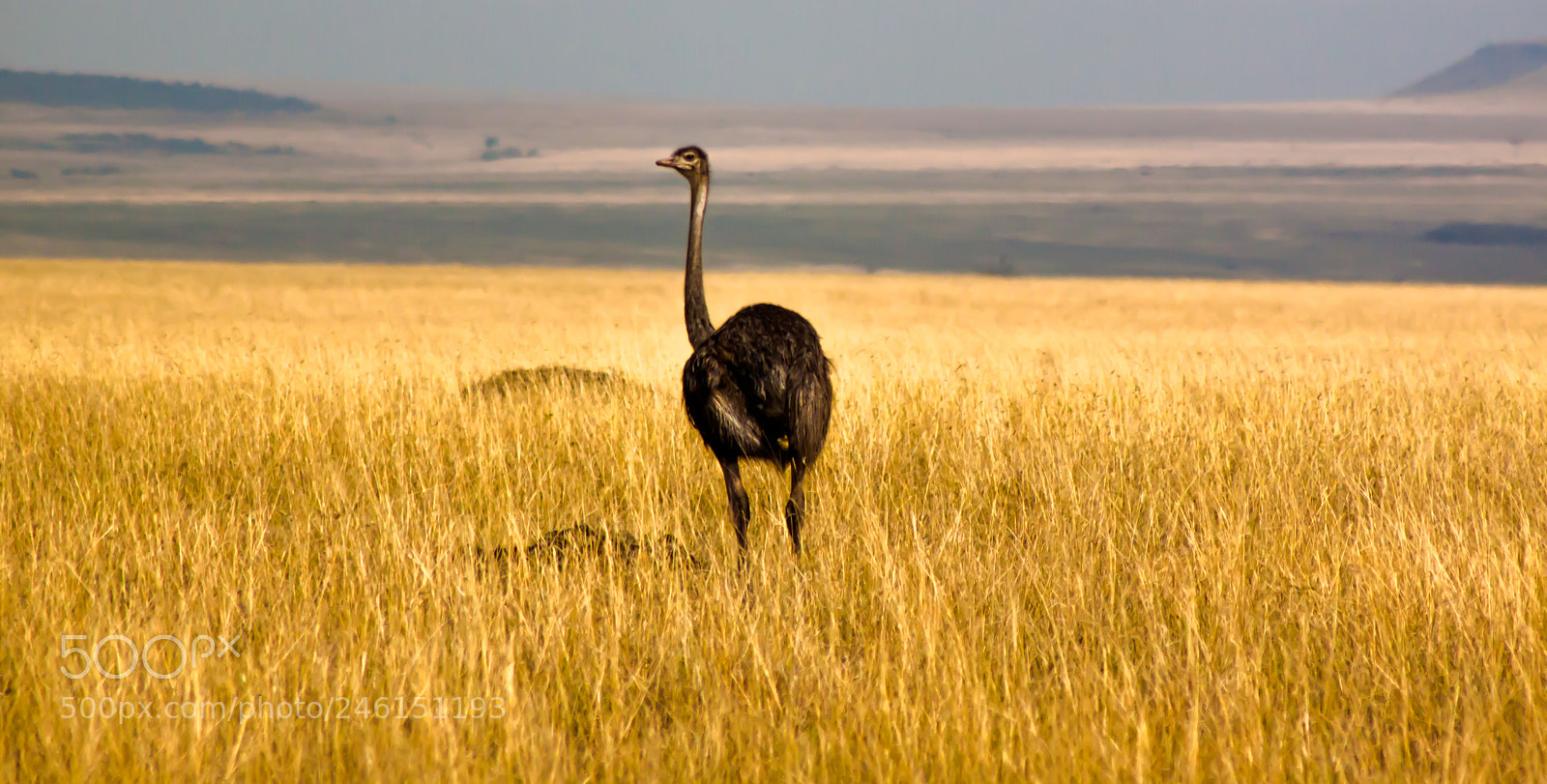 Canon EOS 500D (EOS Rebel T1i / EOS Kiss X3) sample photo. Ostrich in the wild photography