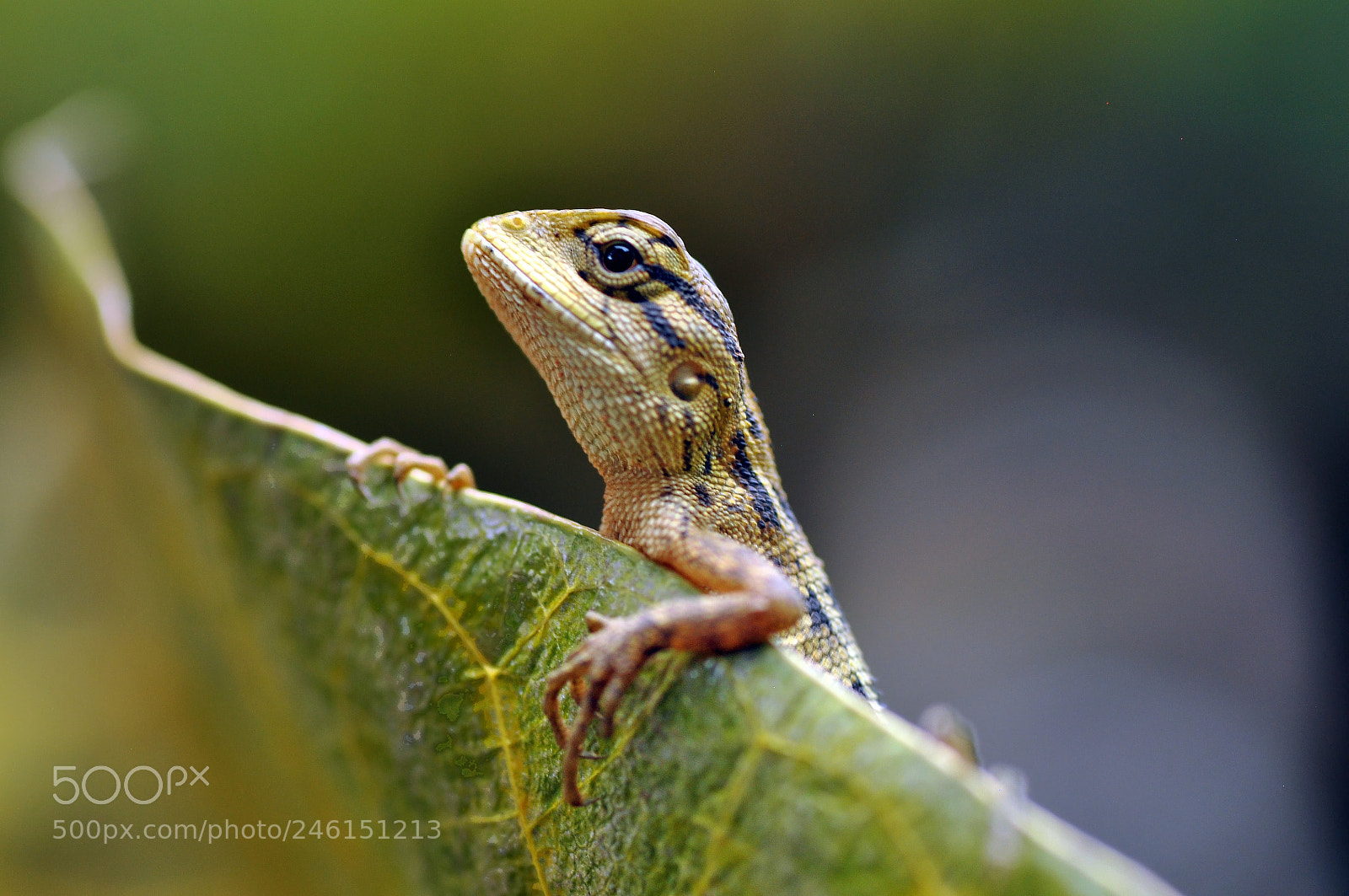 Nikon D5000 sample photo. Baby lizard photography