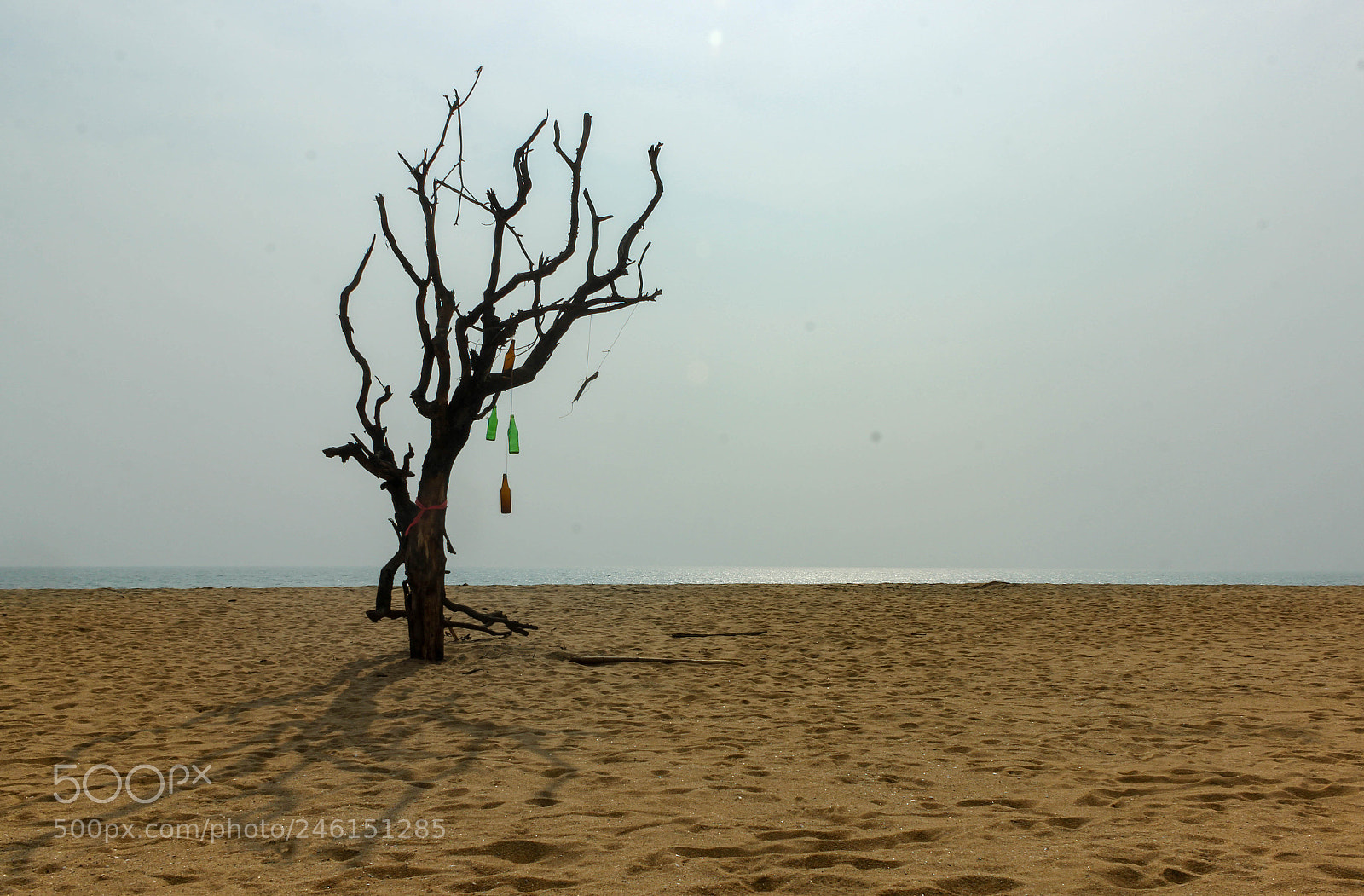 Canon EOS 600D (Rebel EOS T3i / EOS Kiss X5) sample photo. Tree on beach photography