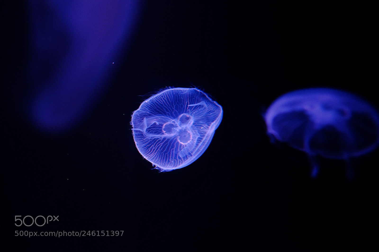 Fujifilm X-T1 sample photo. Jellyfish photography