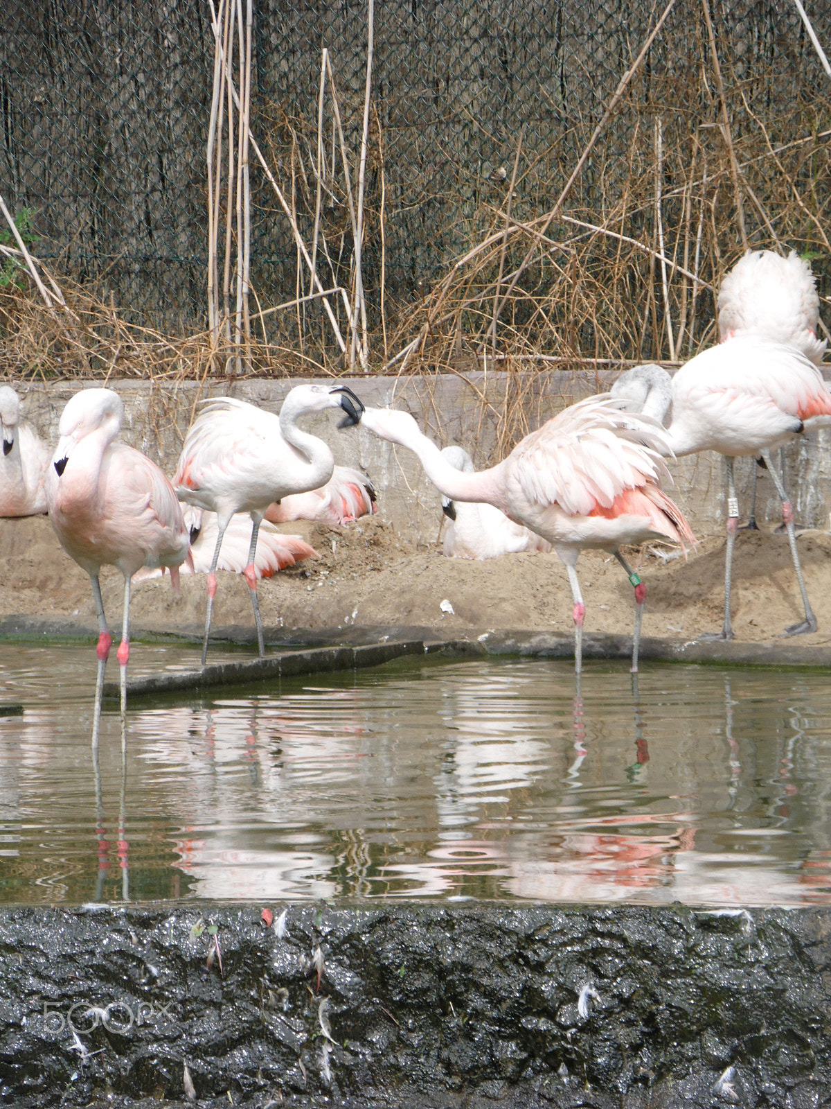 Samsung WB100/  WB101 sample photo. Flamingos photography