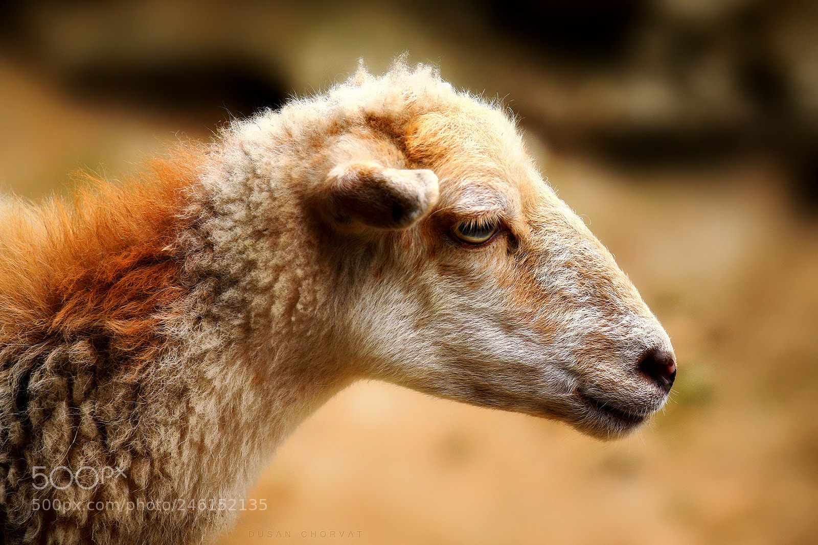 Canon EOS 7D Mark II sample photo. Deep thought photography