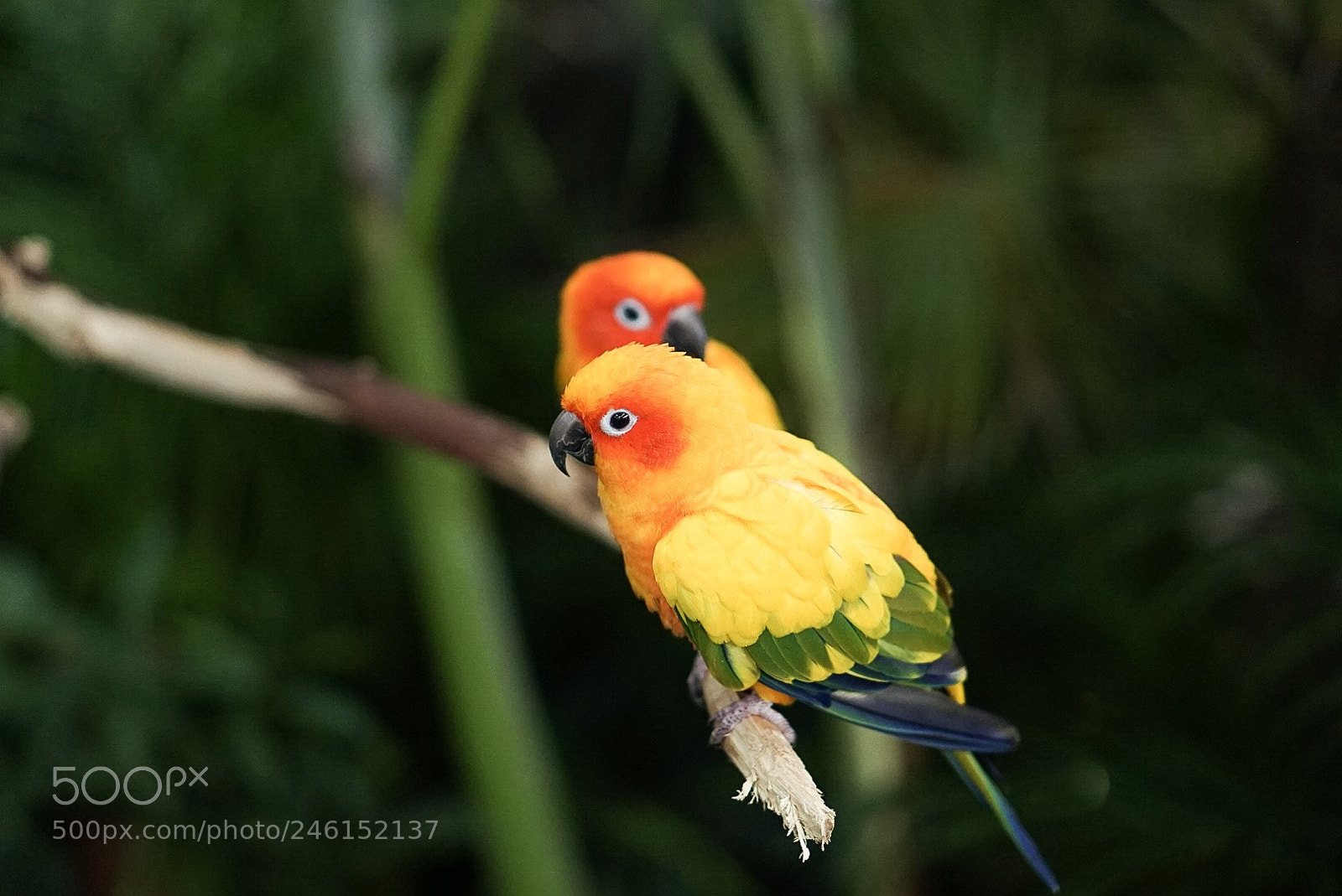 Sony a7 II sample photo. Two parrots sitting next photography