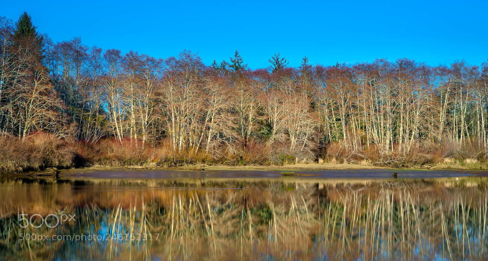 Sony a7R II sample photo. Chehalis river photography