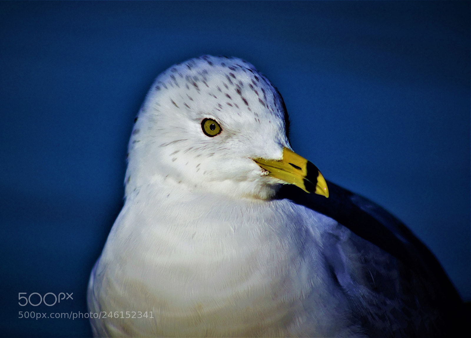 Canon EOS 60D sample photo. Seagull -- 海鸥 photography