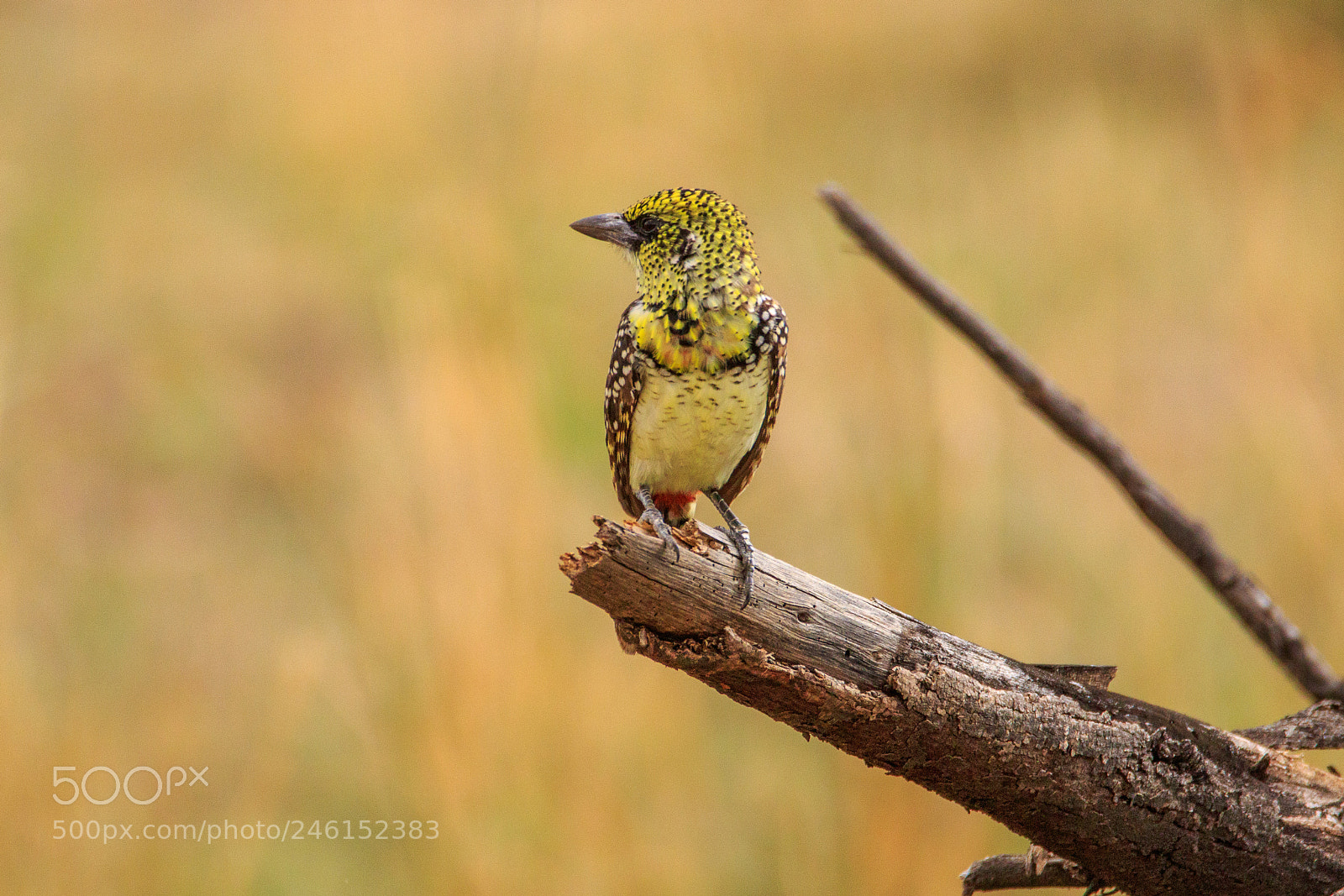 Canon EOS 7D Mark II sample photo. Tanzania - serengeti photography