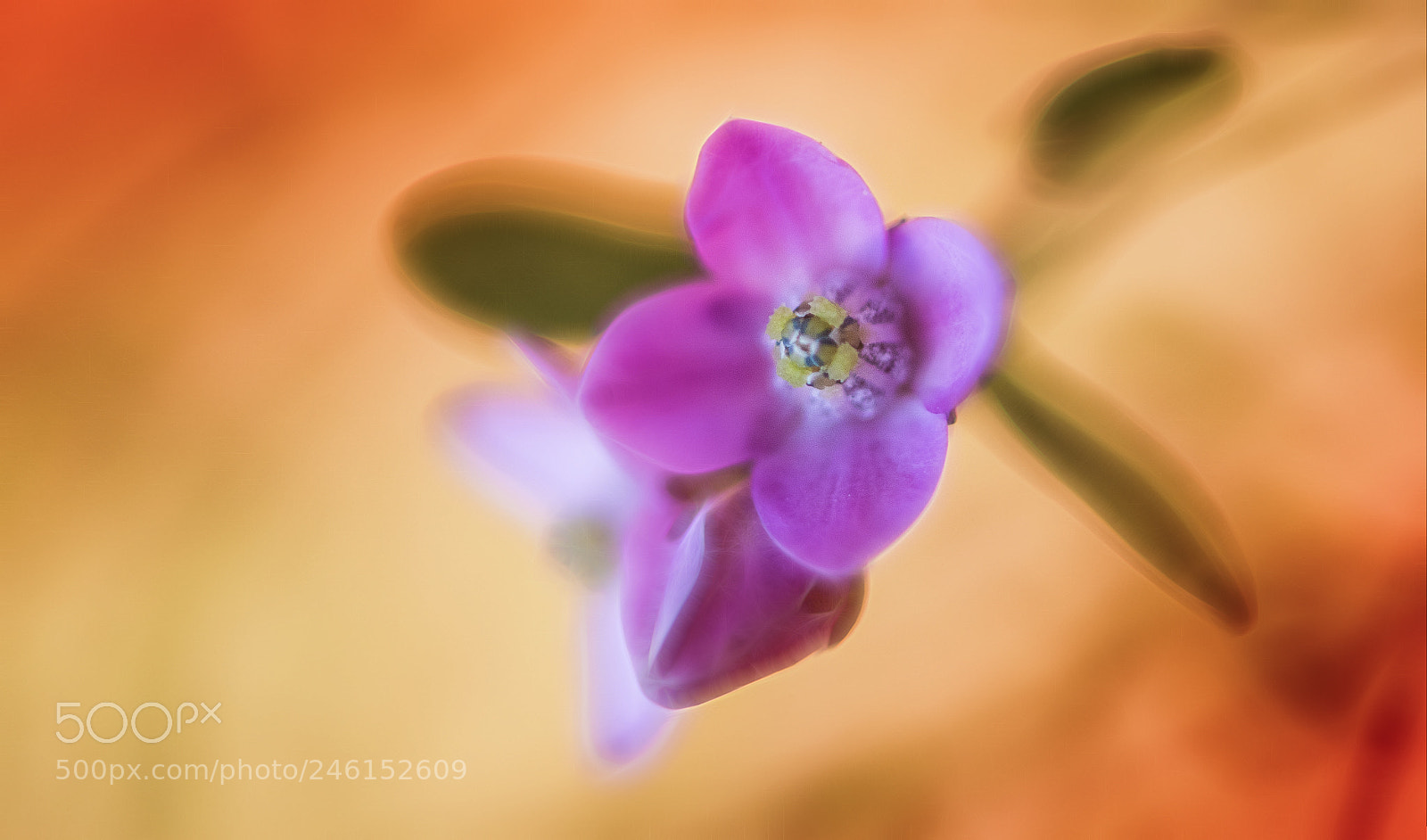 Nikon D850 sample photo. Tiny blooming photography