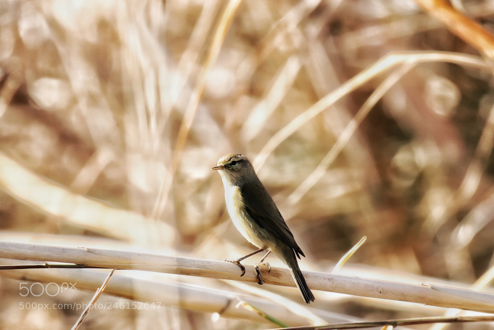 Canon EOS 77D (EOS 9000D / EOS 770D) sample photo. The art of nature photography