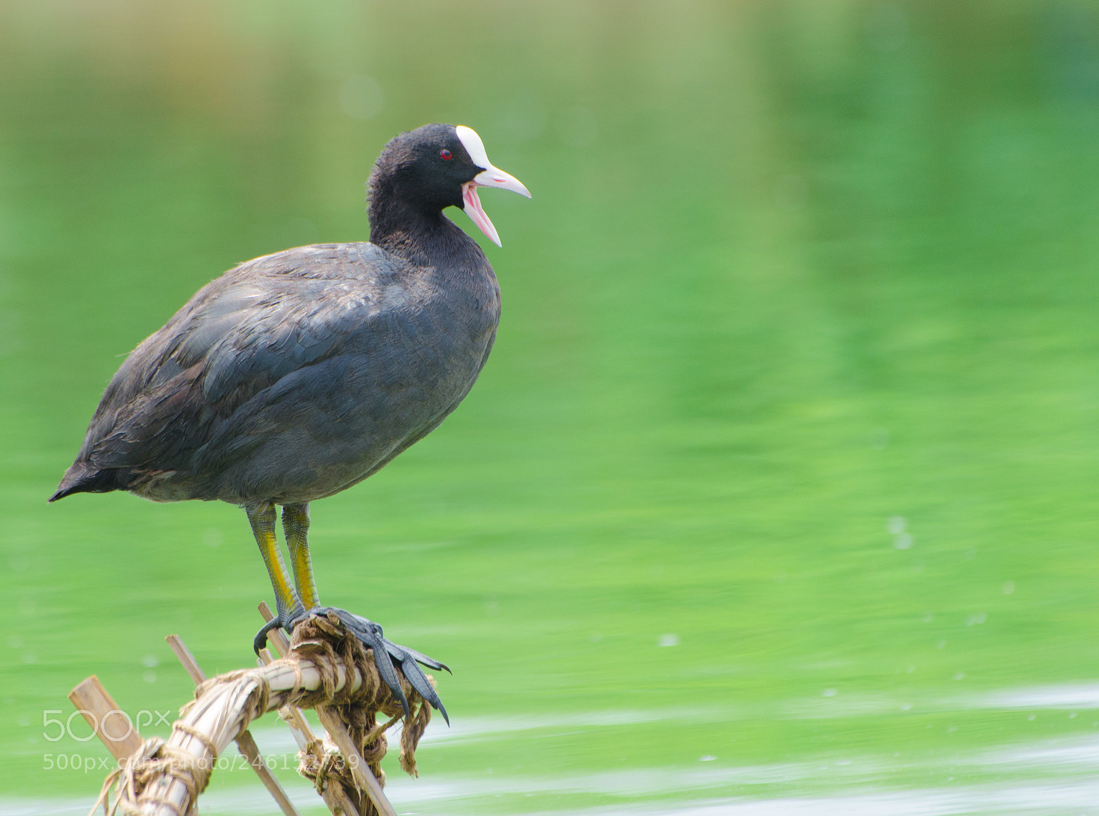 Nikon D5100 sample photo. Coot bird !! photography