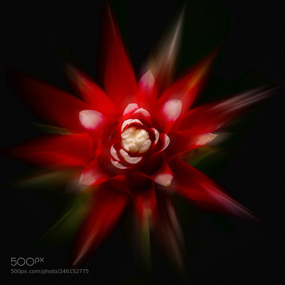Pentax K-5 sample photo. Guzmania photography
