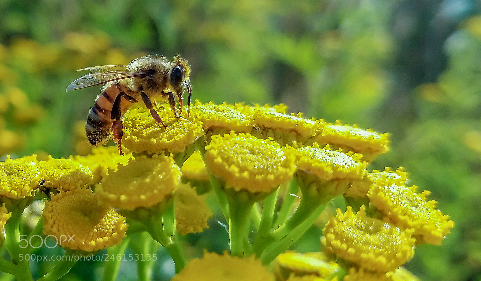 Samsung Galaxy S7 sample photo. Steigerwald refuge honeybee photography