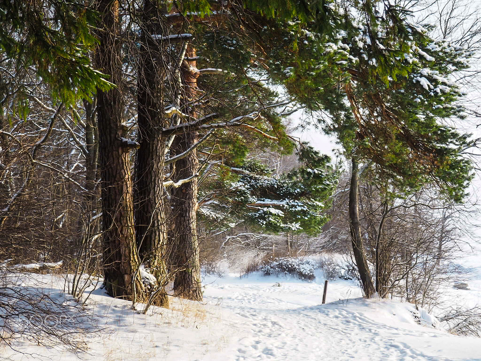 Olympus PEN E-PL7 sample photo. The snowy shore of photography