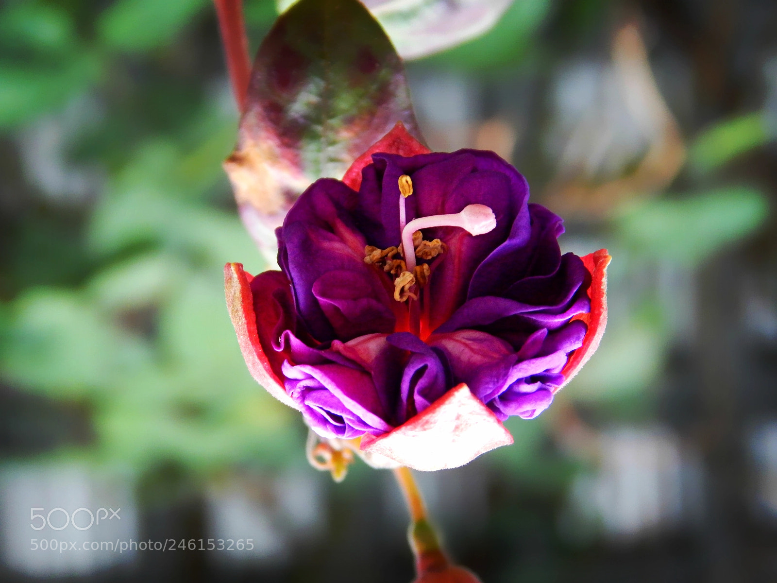 Nikon Coolpix L830 sample photo. Purple flower photography