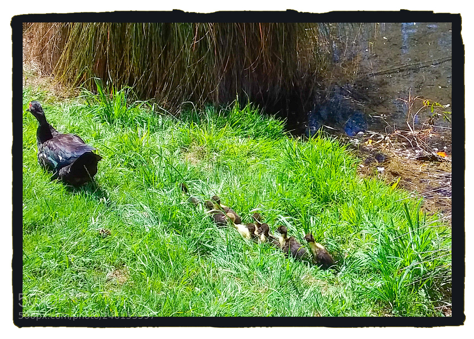 Samsung Galaxy J3(2016) sample photo. Duckling all in a photography