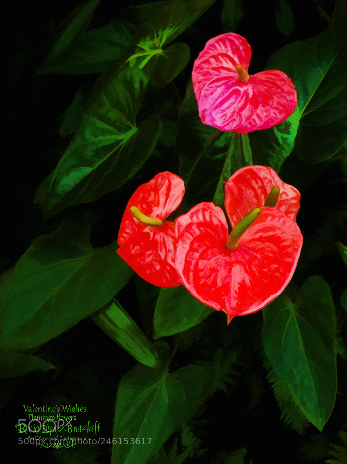 Canon EOS 450D (EOS Rebel XSi / EOS Kiss X2) sample photo. Valentine's wishes photography