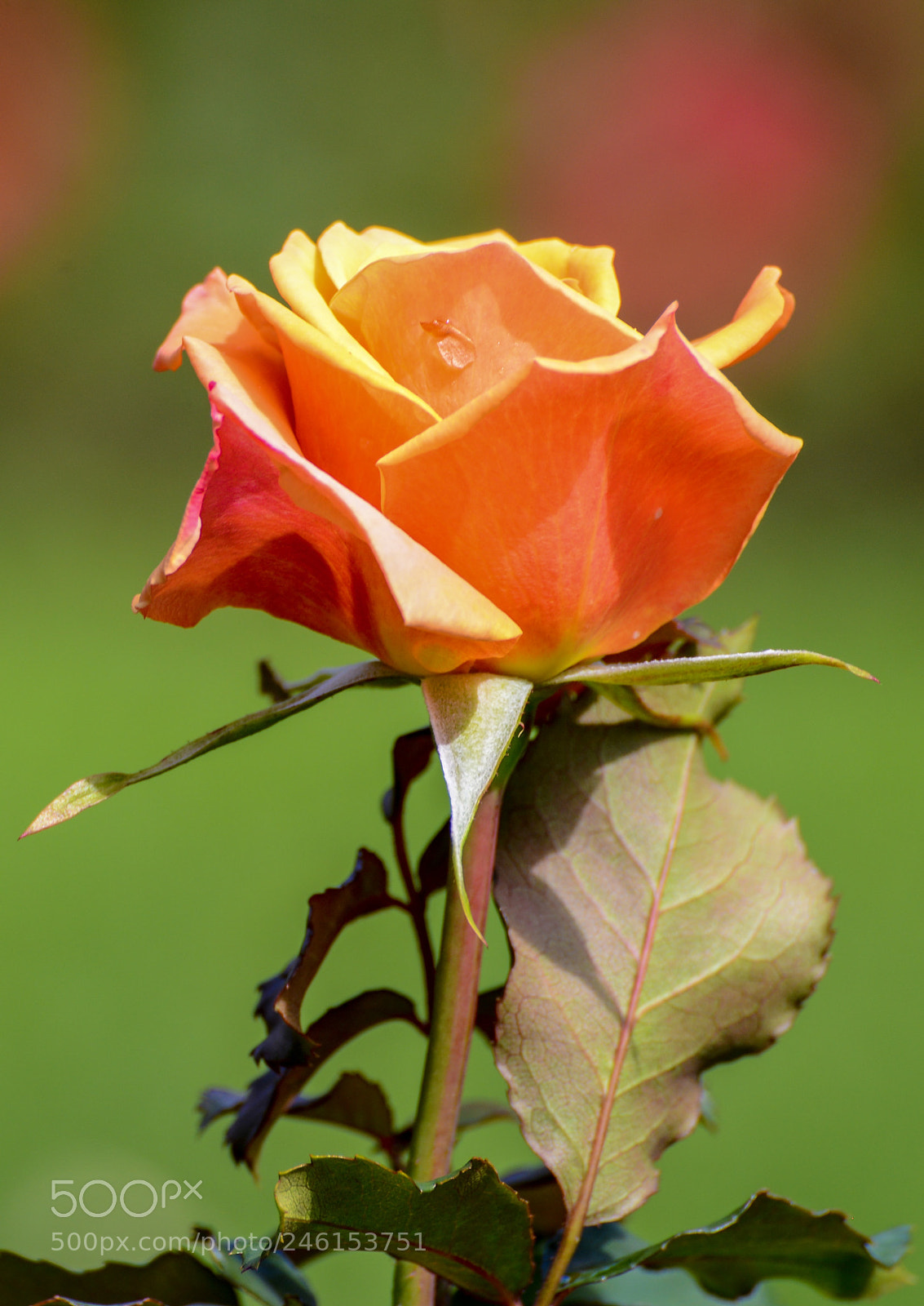 Nikon D600 sample photo. Roses are not always photography