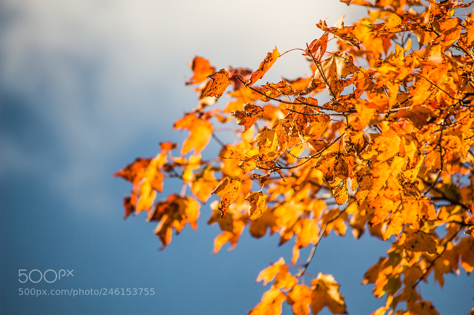 Canon EOS 700D (EOS Rebel T5i / EOS Kiss X7i) sample photo. Orange & blue ii photography