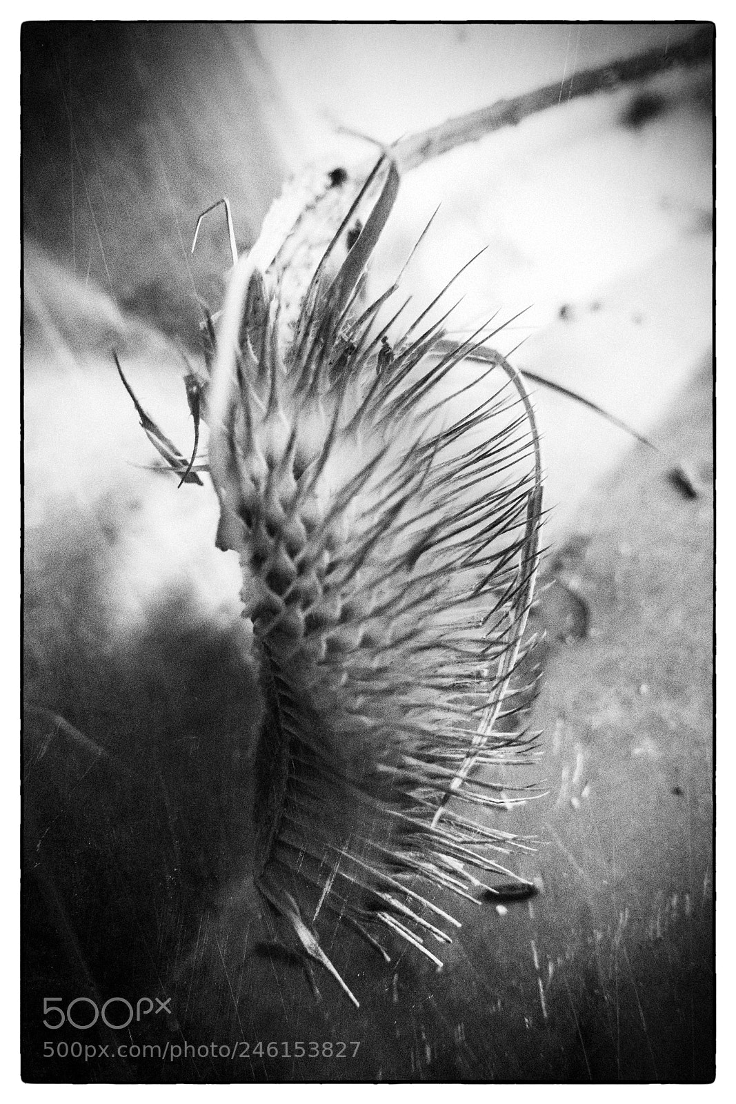 Sony DSC-RX100M5 sample photo. Fine teasel partial photography