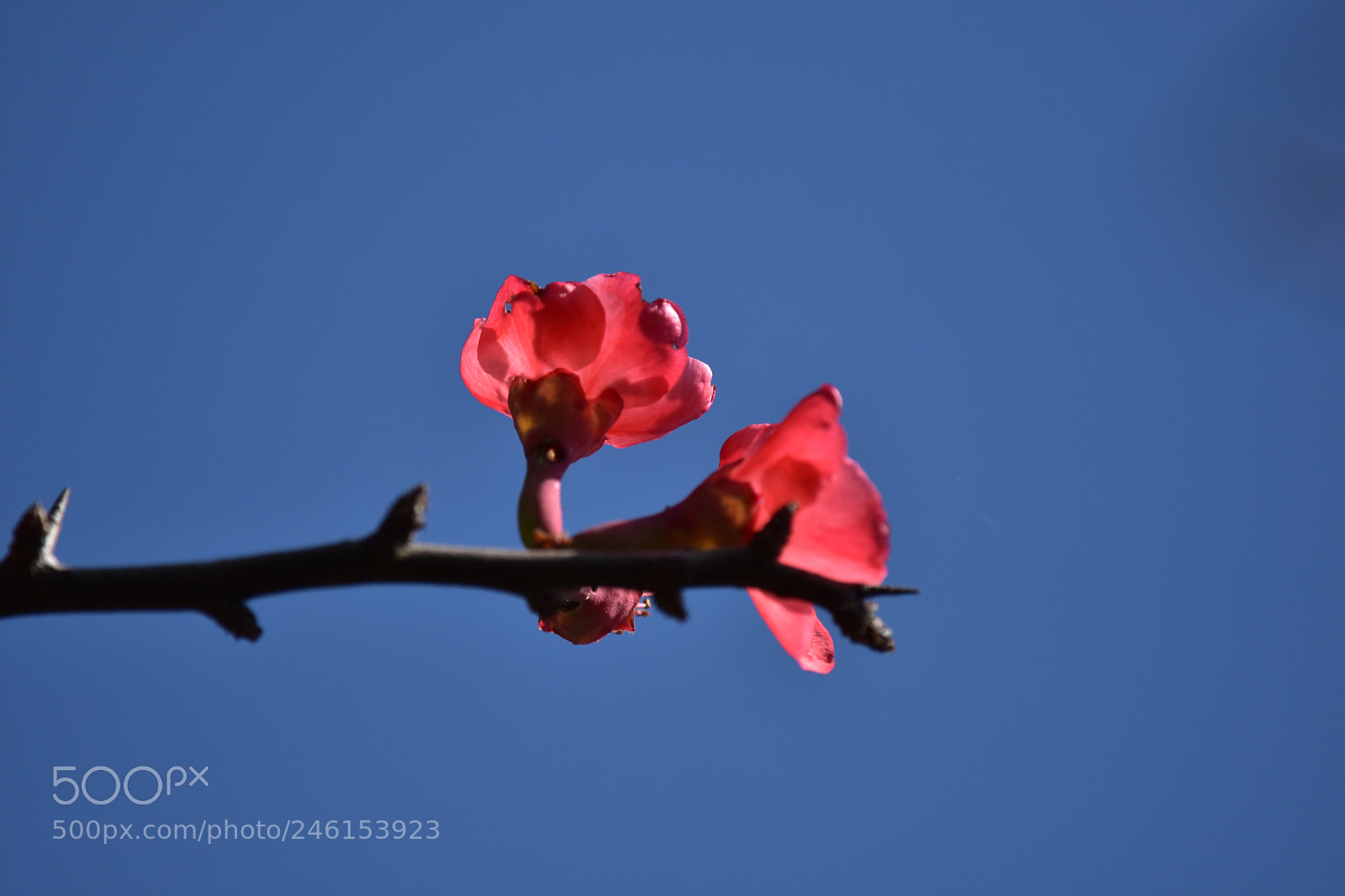 Nikon D7200 sample photo. Flowers photography