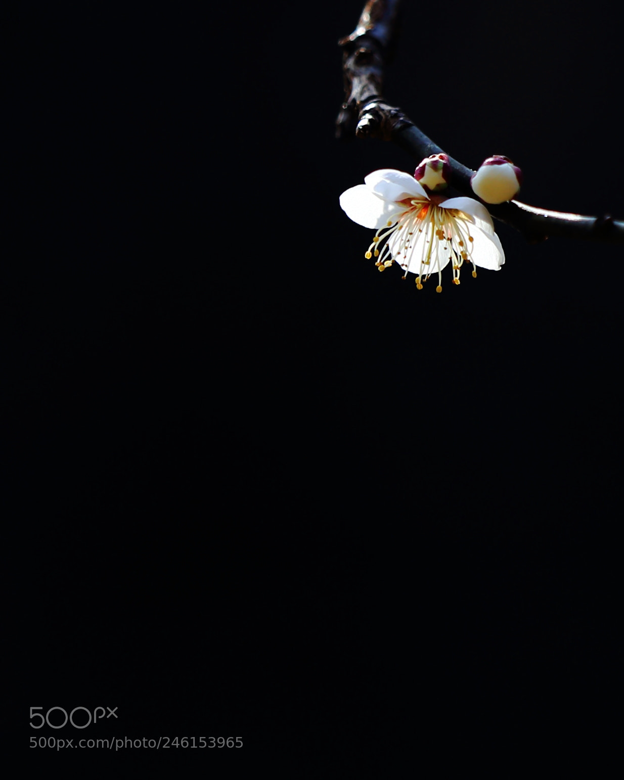 Canon EF 70-200mm F2.8L IS II USM sample photo. Plum blossom photography